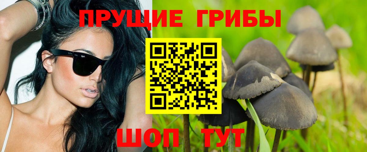 Галлюциногенные грибы Psilocybe Дубна